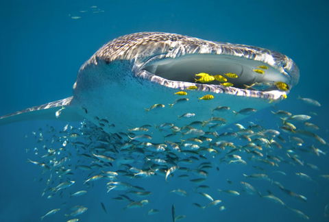 Sal Salis Ningaloo Reef - Accommodation Bookings 20