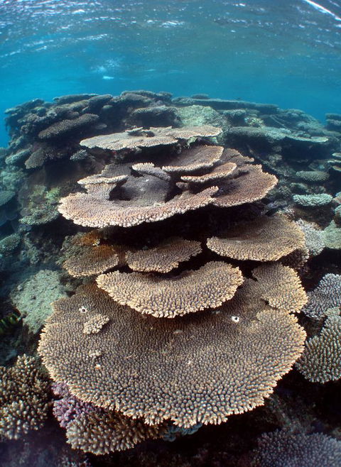 Ningaloo Coral Bay â€“ Bayview - Accommodation Bookings 6