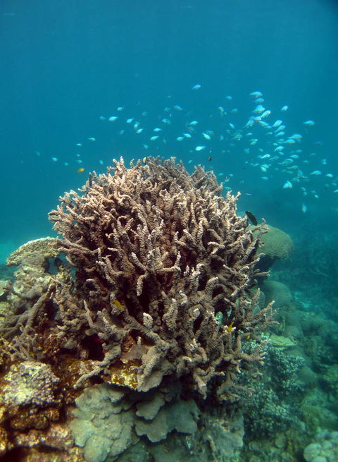 Ningaloo Coral Bay â€“ Bayview - Accommodation Bookings 7