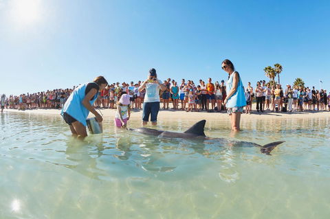 RAC Monkey Mia Dolphin Resort - Accommodation Bookings 2