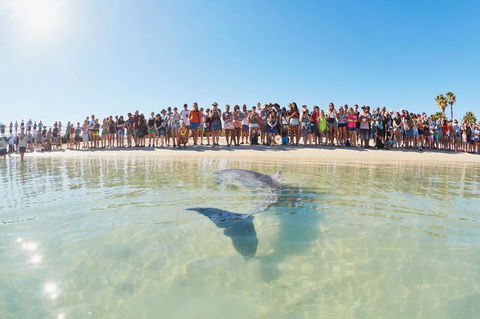 RAC Monkey Mia Dolphin Resort - Accommodation Bookings 3