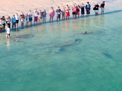 RAC Monkey Mia Dolphin Resort - Accommodation Bookings 4