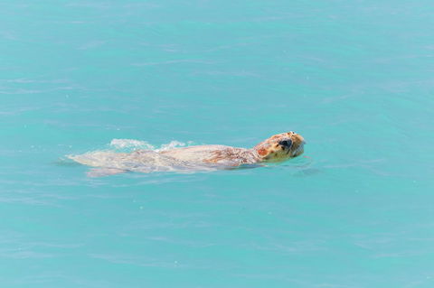 RAC Monkey Mia Dolphin Resort - Accommodation Bookings 20