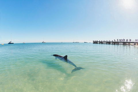 RAC Monkey Mia Dolphin Resort - Accommodation Bookings 1