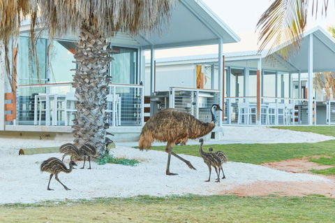 RAC Monkey Mia Dolphin Resort - Accommodation Bookings 15