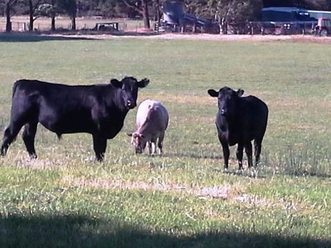 Cosy Corner Chalets - Accommodation Bookings 18