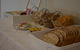 Ellard Bed & Breakfast - thumb 18