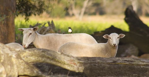 SilverSprings Spa Retreat Pet Friendly Cottages And Glampings - Accommodation Bookings 1