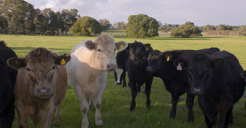 SilverSprings Spa Retreat Pet Friendly Cottages And Glampings - Accommodation Bookings 16