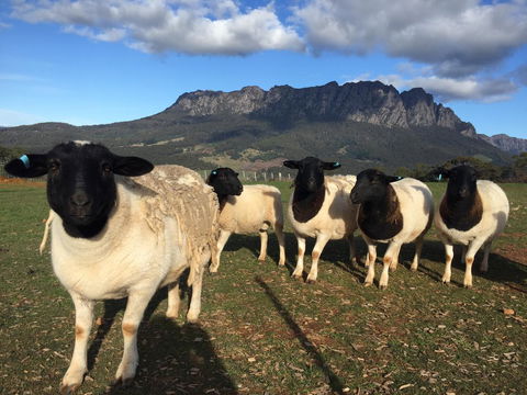 Manna Hill Farm - Accommodation Bookings 28