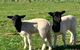 Manna Hill Farm - thumb 2