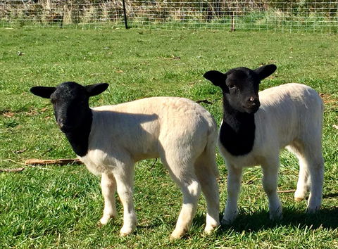 Manna Hill Farm - Accommodation Bookings 2