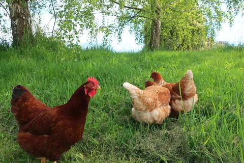 Cherry Top Farmstay - Boutique Eco Village - Accommodation Bookings 8