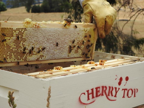 Cherry Top Farmstay - Boutique Eco Village - Accommodation Bookings 28