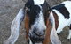 Glengarry Farm Stay BnB - thumb 14