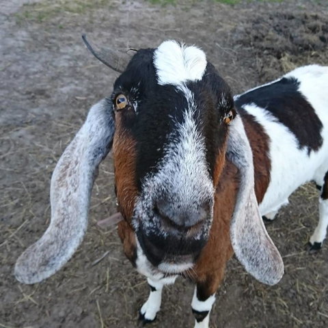 Glengarry Farm Stay BnB - Accommodation Bookings 14