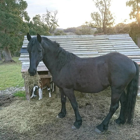 Glengarry Farm Stay BnB - Accommodation Bookings 12