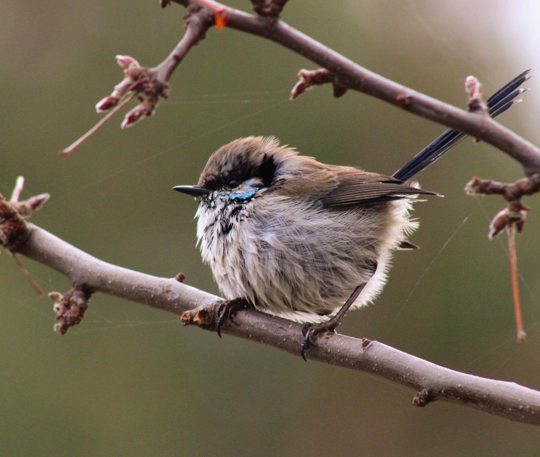 North Bruny TAS Accommodation Bookings