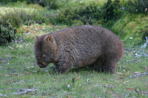 Cradle Mountain Love Shack - Accommodation Bookings 27