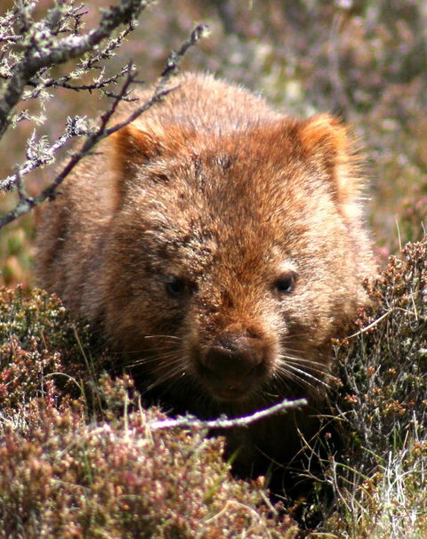 Cradle Mountain Love Shack - Accommodation Bookings 24
