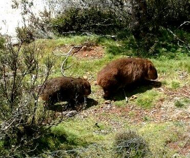 Cradle Mountain Love Shack - Accommodation Bookings 26