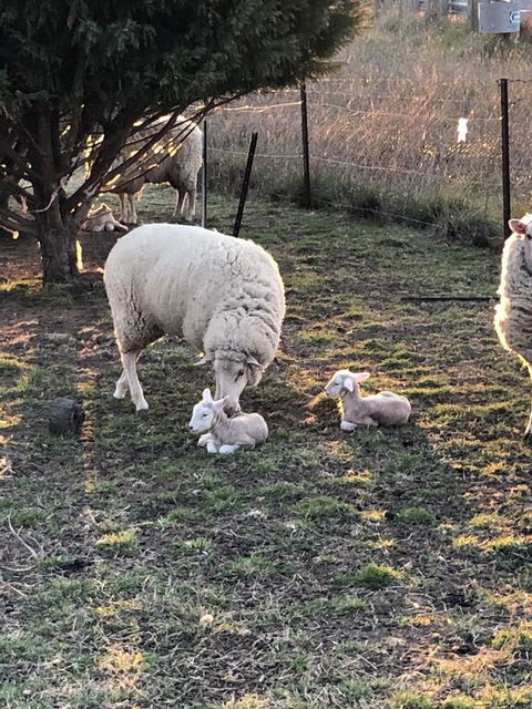 OConnell Retreat BnB - Accommodation Bookings 3