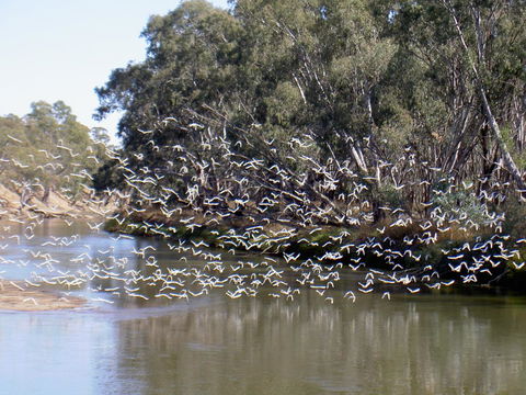 Paringa Grove Homestead - Accommodation Bookings 3