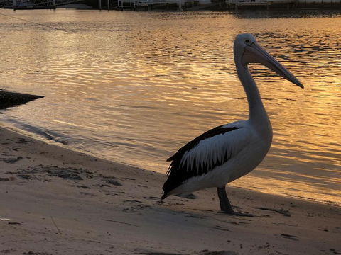 Pelican Cove Apartments - Accommodation Bookings 1