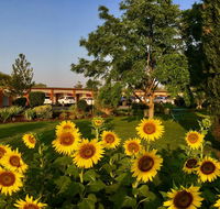 Quirindi Sunflower Motor Inn