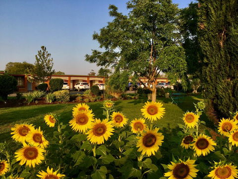 Quirindi Sunflower Motor Inn - Accommodation Bookings 0