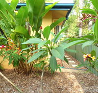 Rainforest Cottage Cairns - Accommodation Bookings