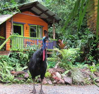 Rainforest Hideaway - Accommodation Bookings