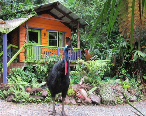 Rainforest Hideaway - Accommodation Bookings 0