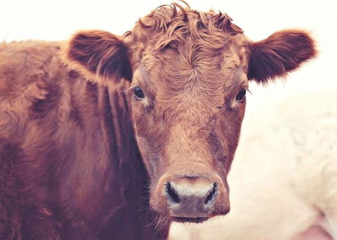 Redwing Farm Stay - Accommodation Bookings 0