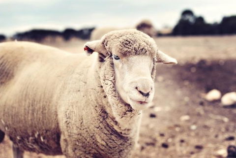 Redwing Farm Stay - Accommodation Bookings 3
