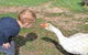 Redwing Farm Stay - thumb 1