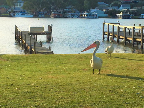 Riverfront Getaway - Mannum - Accommodation Bookings 0