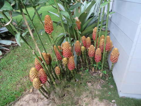 Runawaytomaleny - Accommodation Bookings 2