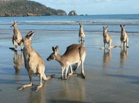 Book Seaforth Accommodation Vacations Accommodation Bookings Accommodation Bookings