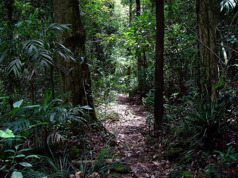 Springbrook Lyrebird Retreat - Accommodation Bookings 0