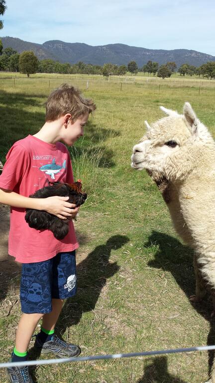 Starline Alpacas Farmstay Resort - Accommodation Bookings 3