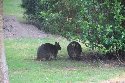Tamar Valley Farm Stay - Accommodation Bookings 1
