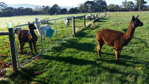 Tamar Valley Farm Stay - Accommodation Bookings 2