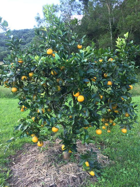 Terania Creek Farmstay - Accommodation Bookings 2