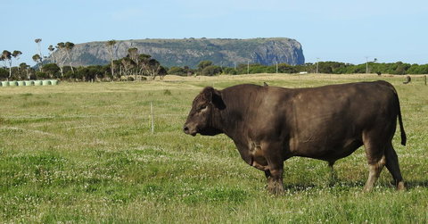 Ellie\'s Cottages - Accommodation Bookings 40