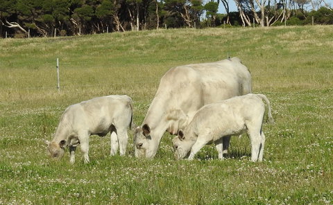 Ellie\'s Cottages - Accommodation Bookings 39