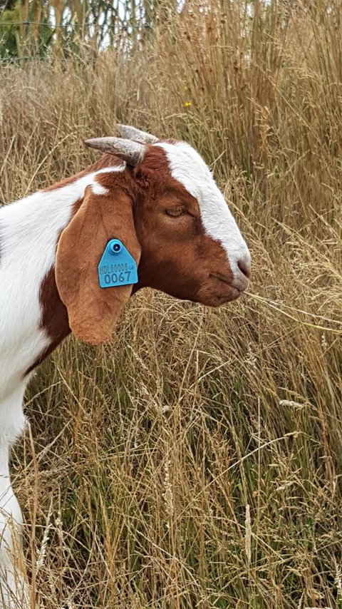 Hazelcreek Cottages - Accommodation Bookings 30