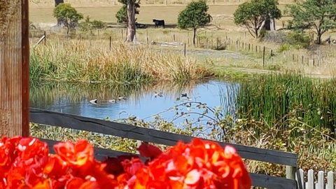 Hazelcreek Cottages - Accommodation Bookings 11