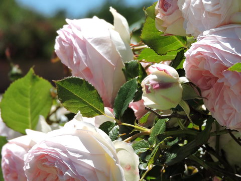 Hazelcreek Cottages - Accommodation Bookings 29