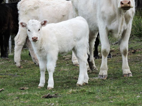 Hazelcreek Cottages - Accommodation Bookings 32